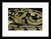 Python reticulatus f.tiger (reticulated python) by Anonymous