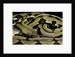 Python reticulatus f.tiger (reticulated python) by Anonymous