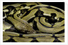 Python reticulatus f.tiger (reticulated python) by Anonymous