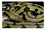 Python reticulatus f.tiger (reticulated python) by Anonymous