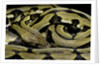 Python reticulatus f.tiger (reticulated python) by Anonymous