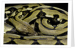 Python reticulatus f.tiger (reticulated python) by Anonymous