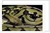 Python reticulatus f.tiger (reticulated python) by Anonymous