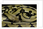 Python reticulatus f.tiger (reticulated python) by Anonymous