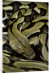 Python reticulatus f.tiger (reticulated python) by Anonymous