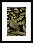 Python reticulatus f.tiger (reticulated python) by Anonymous