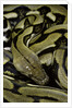 Python reticulatus f.tiger (reticulated python) by Anonymous