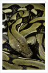 Python reticulatus f.tiger (reticulated python) by Anonymous