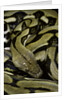 Python reticulatus f.tiger (reticulated python) by Anonymous