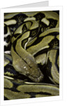 Python reticulatus f.tiger (reticulated python) by Anonymous