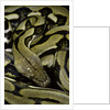 Python reticulatus f.tiger (reticulated python) by Anonymous