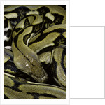 Python reticulatus f.tiger (reticulated python) by Anonymous