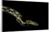 Python reticulatus f.tiger (reticulated python) by Anonymous