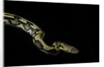 Python reticulatus f.tiger (reticulated python) by Anonymous