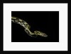 Python reticulatus f.tiger (reticulated python) by Anonymous