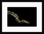 Python reticulatus f.tiger (reticulated python) by Anonymous