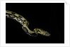 Python reticulatus f.tiger (reticulated python) by Anonymous