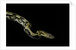 Python reticulatus f.tiger (reticulated python) by Anonymous