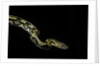 Python reticulatus f.tiger (reticulated python) by Anonymous
