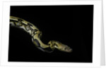 Python reticulatus f.tiger (reticulated python) by Anonymous