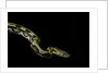 Python reticulatus f.tiger (reticulated python) by Anonymous