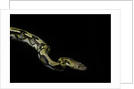 Python reticulatus f.tiger (reticulated python) by Anonymous