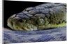 Malayopython timoriensis (Timor python) by Anonymous