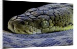 Malayopython timoriensis (Timor python) by Anonymous