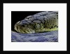 Malayopython timoriensis (Timor python) by Anonymous