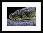 Malayopython timoriensis (Timor python) by Anonymous