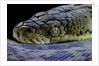 Malayopython timoriensis (Timor python) by Anonymous