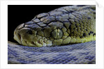 Malayopython timoriensis (Timor python) by Anonymous