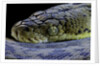 Malayopython timoriensis (Timor python) by Anonymous