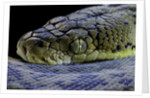 Malayopython timoriensis (Timor python) by Anonymous