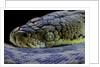 Malayopython timoriensis (Timor python) by Anonymous