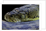 Malayopython timoriensis (Timor python) by Anonymous