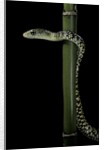 Rhamnophis (Trasops) aethiopissa (large-eyed green treesnake) by Anonymous