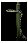 Rhamnophis (Trasops) aethiopissa (large-eyed green treesnake) by Anonymous