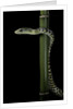 Rhamnophis (Trasops) aethiopissa (large-eyed green treesnake) by Anonymous
