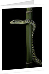 Rhamnophis (Trasops) aethiopissa (large-eyed green treesnake) by Anonymous
