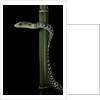 Rhamnophis (Trasops) aethiopissa (large-eyed green treesnake) by Anonymous