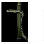 Rhamnophis (Trasops) aethiopissa (large-eyed green treesnake) by Anonymous