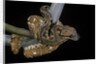 Sanzinia madagascariensis (Madagascar tree boa) by Anonymous