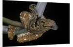 Sanzinia madagascariensis (Madagascar tree boa) by Anonymous
