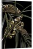 Sanzinia madagascariensis f. mandarine (Madagascar tree boa) by Anonymous