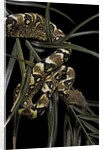 Sanzinia madagascariensis f. mandarine (Madagascar tree boa) by Anonymous
