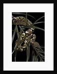 Sanzinia madagascariensis f. mandarine (Madagascar tree boa) by Anonymous