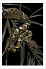 Sanzinia madagascariensis f. mandarine (Madagascar tree boa) by Anonymous