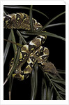 Sanzinia madagascariensis f. mandarine (Madagascar tree boa) by Anonymous