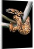 Sanzinia madagascariensis (Madagascar tree boa) by Anonymous